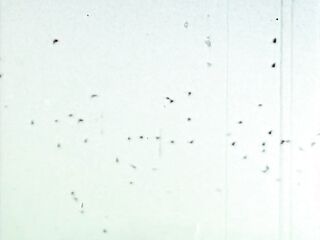 Pornography By Lasse Braun 1